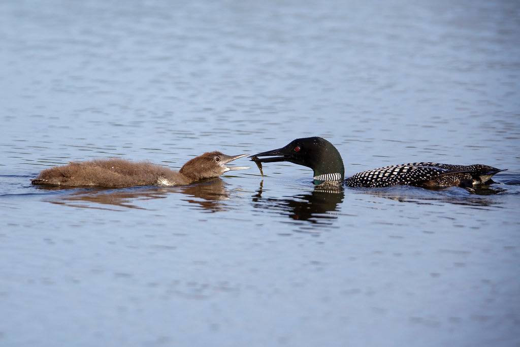 Common Loon (Gavia immer) by Bugbait of Seney is licensed under CC BY-NC-ND 2.0